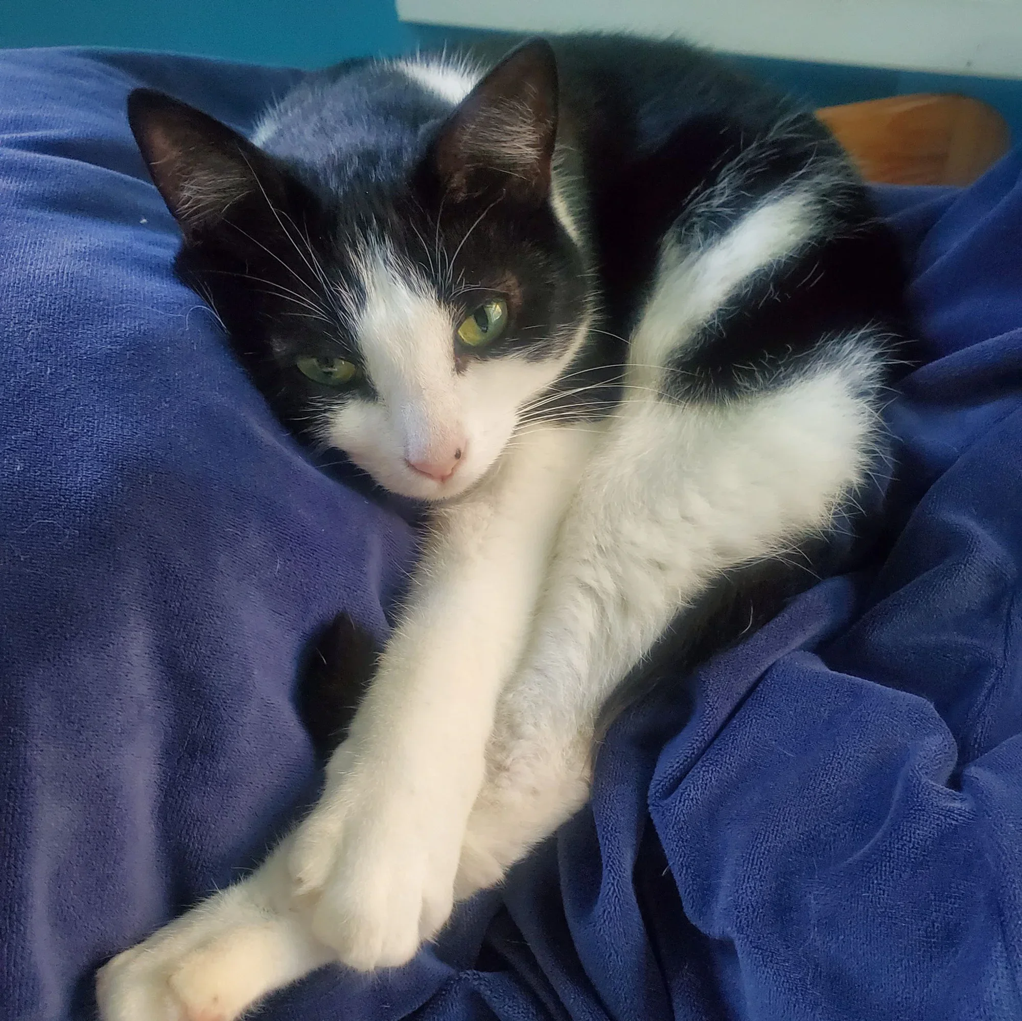 Hugo Jr.